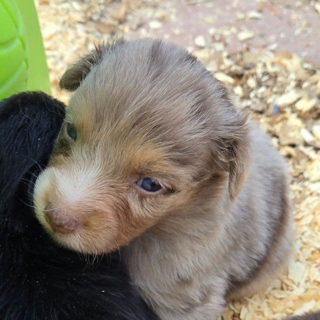 Ivy - Miniature American Shepherd (Mini Aussie) Female