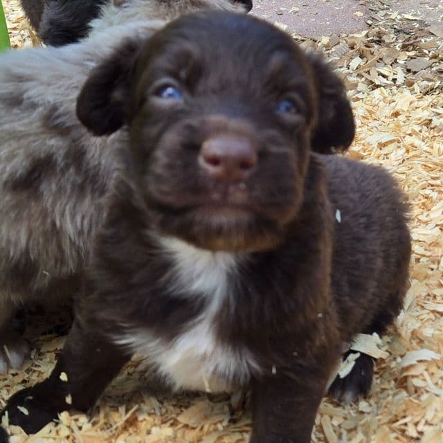 Ivan - Miniature American Shepherd (Mini Aussie) Male