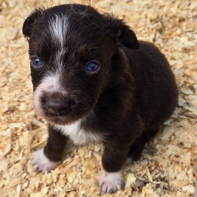 Isaac - Miniature American Shepherd (Mini Aussie) Male