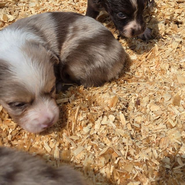 Ira - Miniature American Shepherd (Mini Aussie) Male
