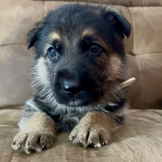 Remington - German Shepherd Dog Male
