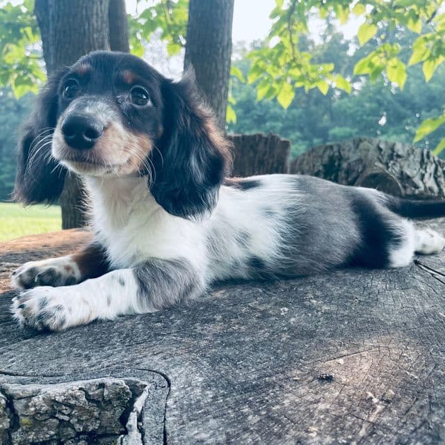Dallas - Dachshund Male