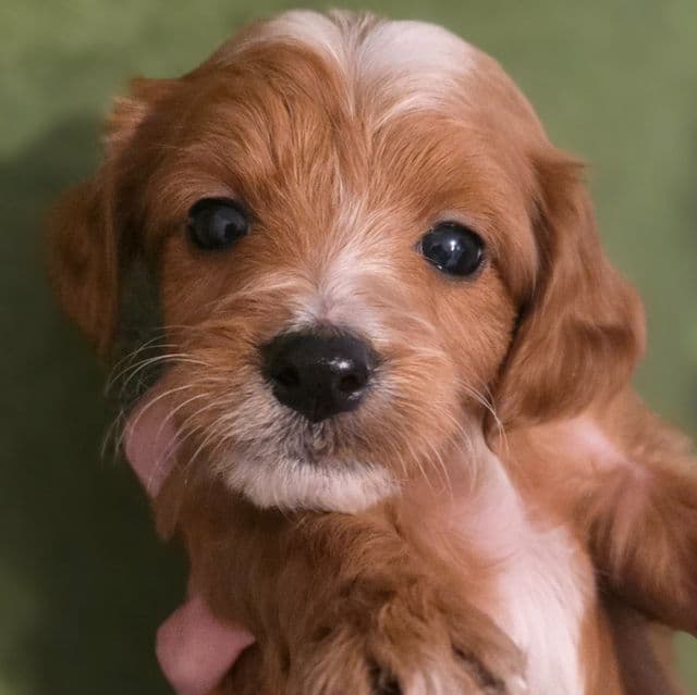 Nugget - mini - Goldendoodle Male