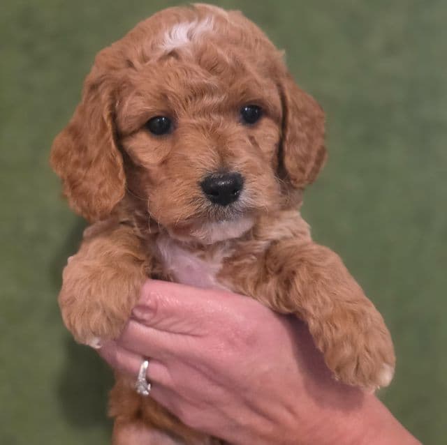 Owen- mini - Goldendoodle Male