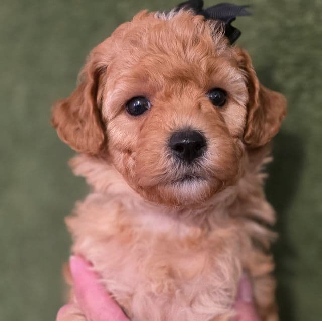 Gypsy-mini - Goldendoodle Female