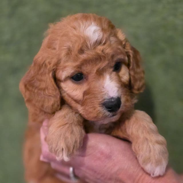 Parker-mini - Goldendoodle Male
