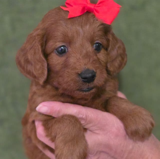 Foxy-mini - Goldendoodle Female