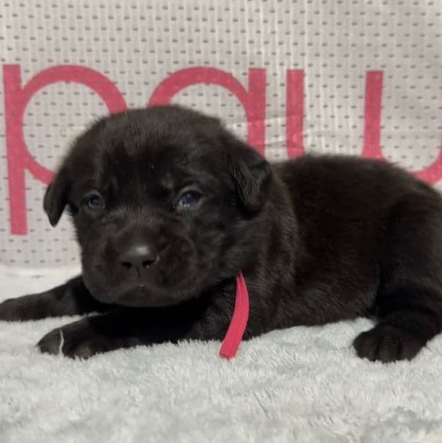 Pink Collar - Cane Corso Female