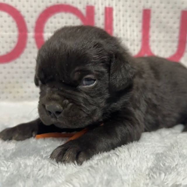 Orange Collar - Cane Corso Female