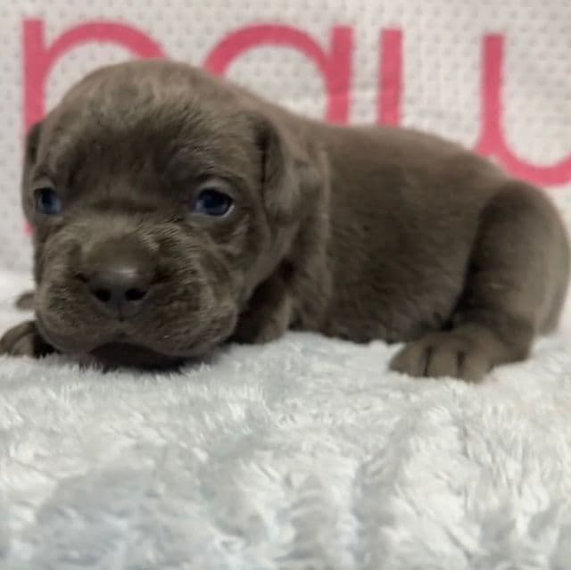 White/Blue Collar - Cane Corso Male