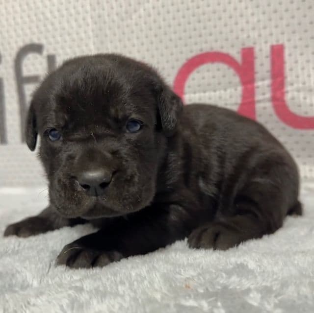 Green Collar - Cane Corso Female