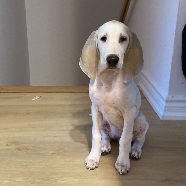 Boy - Porcelaine Male