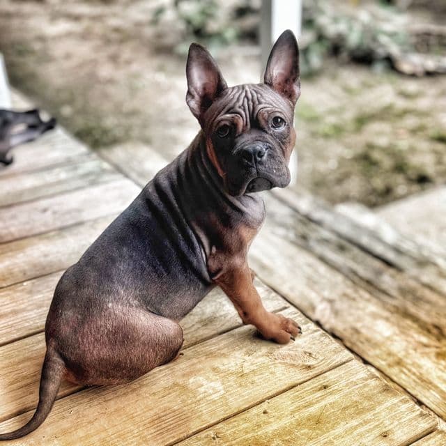 Lee - Chongqing Dog (Chinese Bulldog) Male