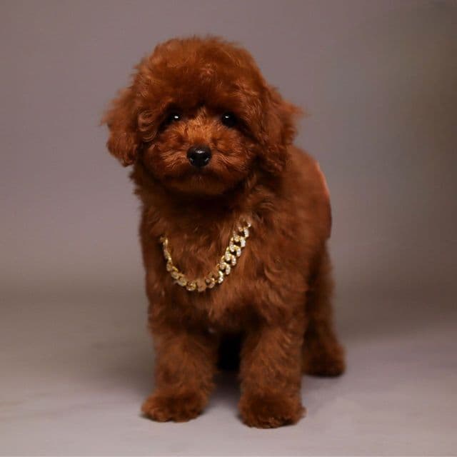 Toy Paco - Toy Poodle Male