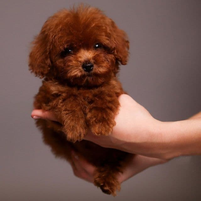 TTeacup Polo - Toy Poodle Male