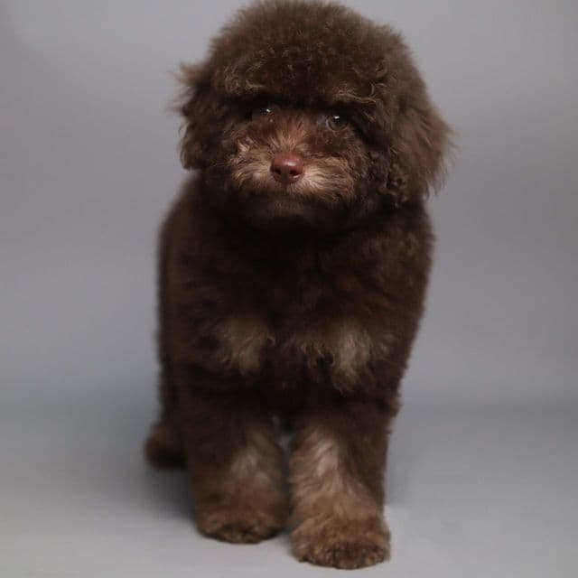 MIRABEL  - Toy Poodle Female