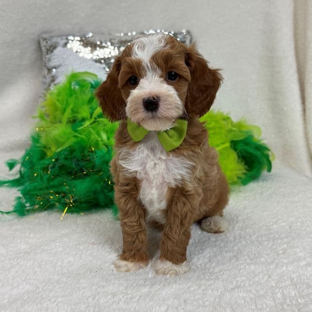 Molly's Green Boy - Maltipoo Male