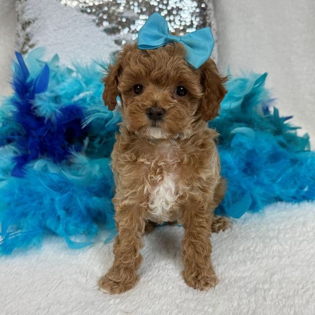 Molly MP Turquoise Girl - Maltipoo Female
