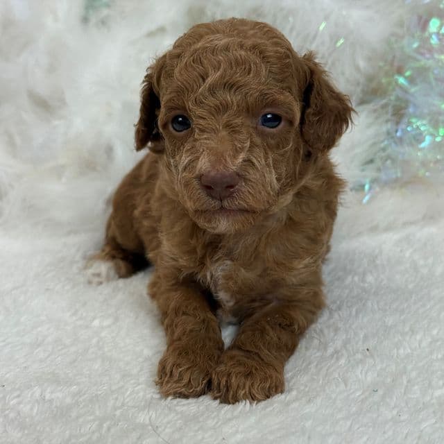 Aspen's White Boy - Bernedoodle Male