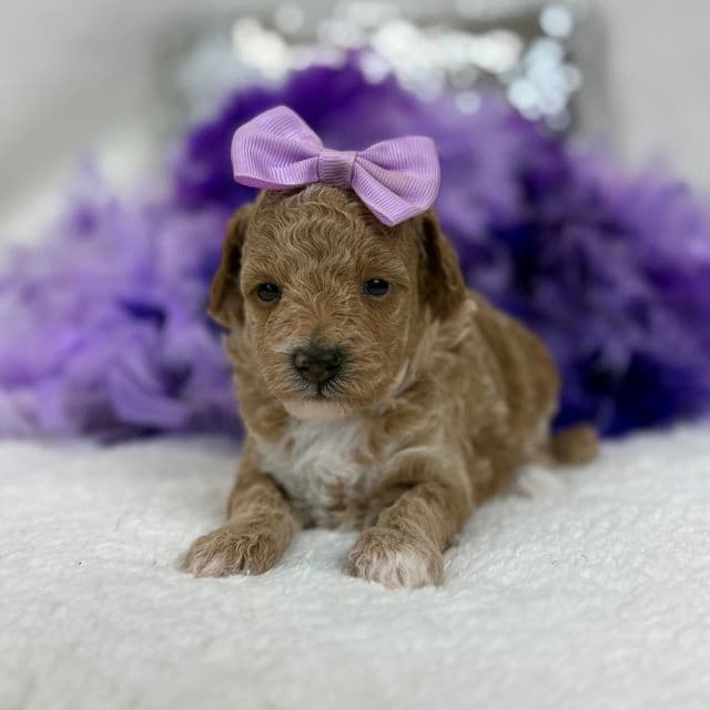 Aspen's Purple Girl - Bernedoodle Female