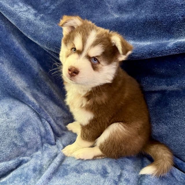 Apollo - Miniature Husky Male