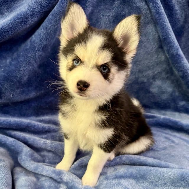 Comet - Miniature Husky Male