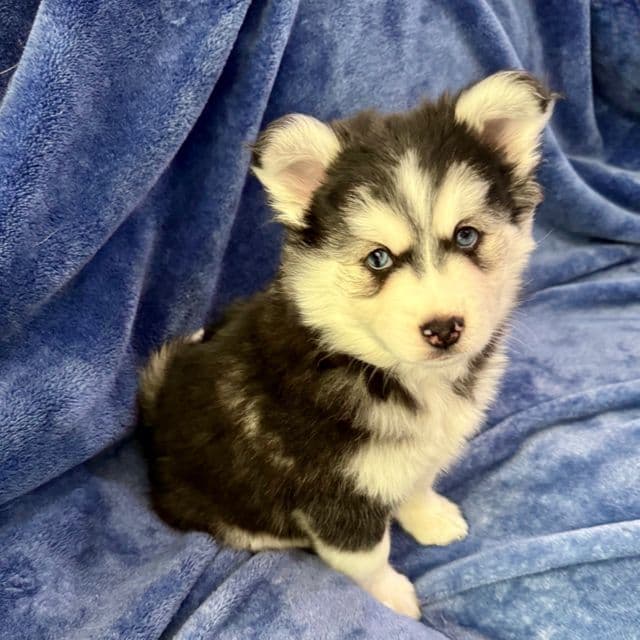 Astro - Miniature Husky Male