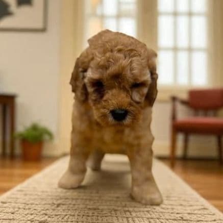 Jon Snow - Goldendoodle Male