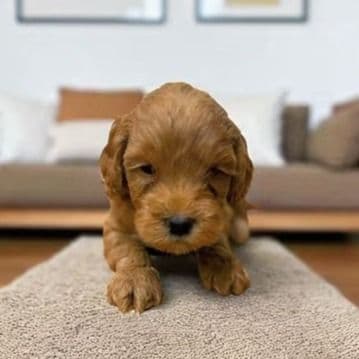 Jaime Lancaster - Goldendoodle Male