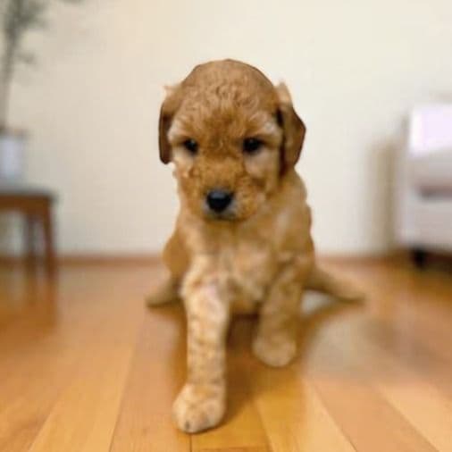 Arya Stark - Goldendoodle Female