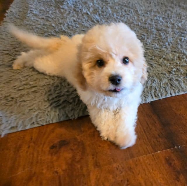 Lady - Cavapoo Female