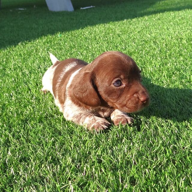 Pixie - Dachshund Female