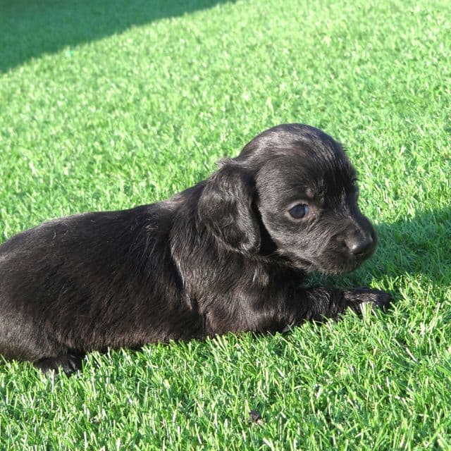 Queenie - Dachshund Female