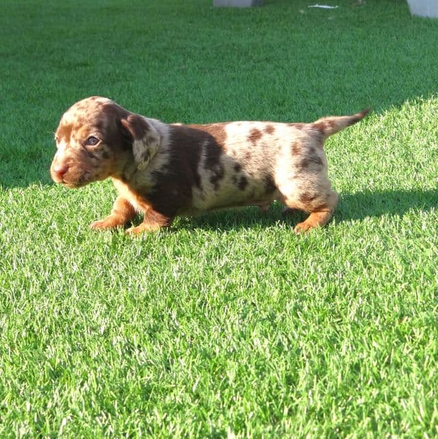 Winston - Dachshund Male