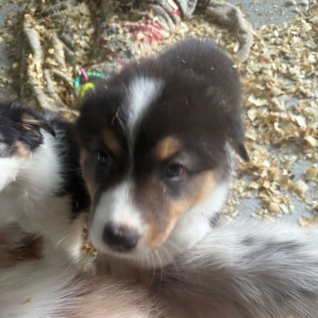 Jason - Australian Shepherd Female