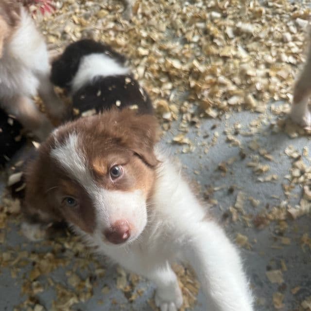 Justin - Australian Shepherd Male