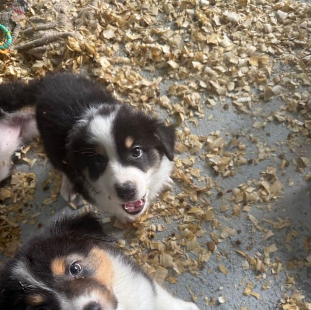 Jenny - Australian Shepherd Female