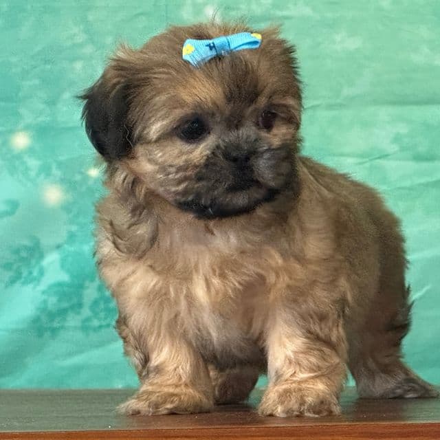 Poppy - Shih Tzu Female