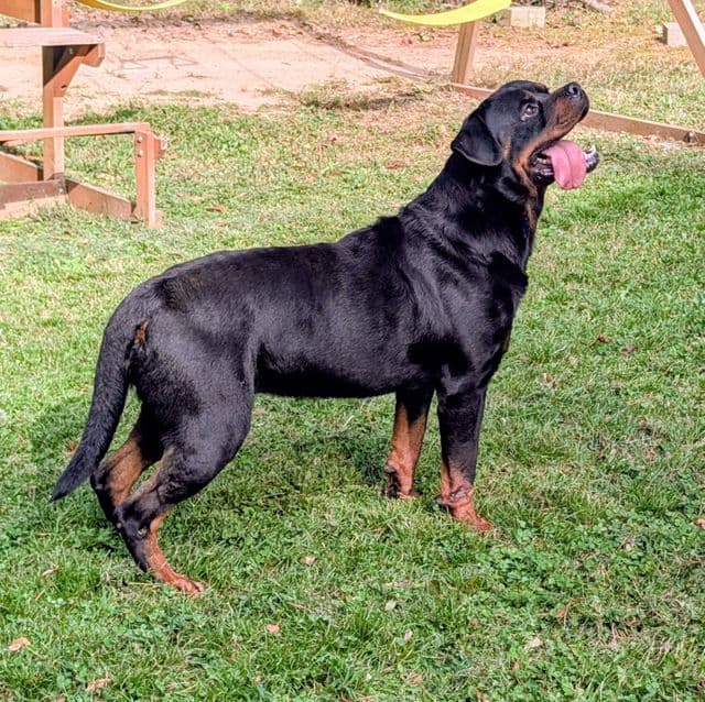 Zip - Rottweiler Male