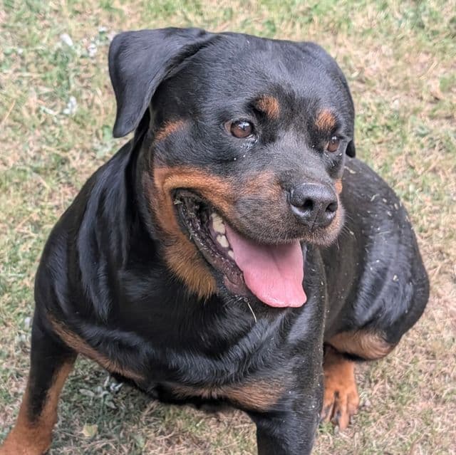 Diamond  - Rottweiler Female