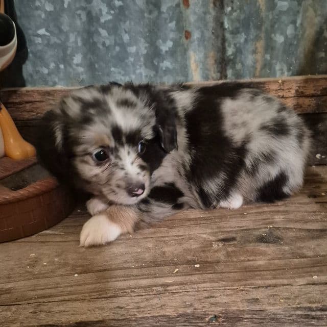 Connecticut - Australian Shepherd Male