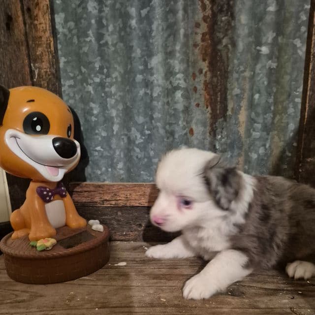 Massituchets. ( toy) - Australian Shepherd Male