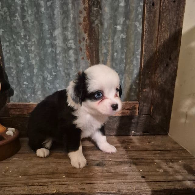 Vermont. (Toy) - Australian Shepherd Female