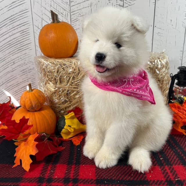 CiCi - Samoyed Female