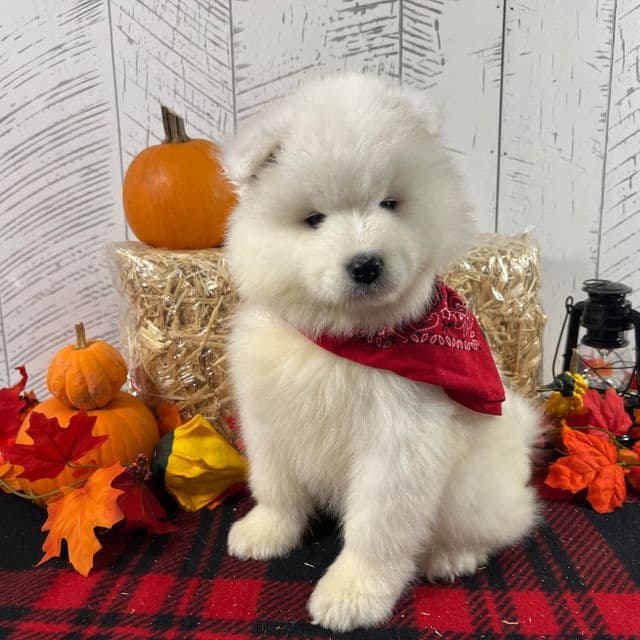 Georgia - Samoyed Female