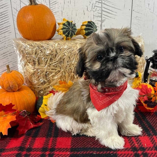 Dexter - Shih Tzu Male
