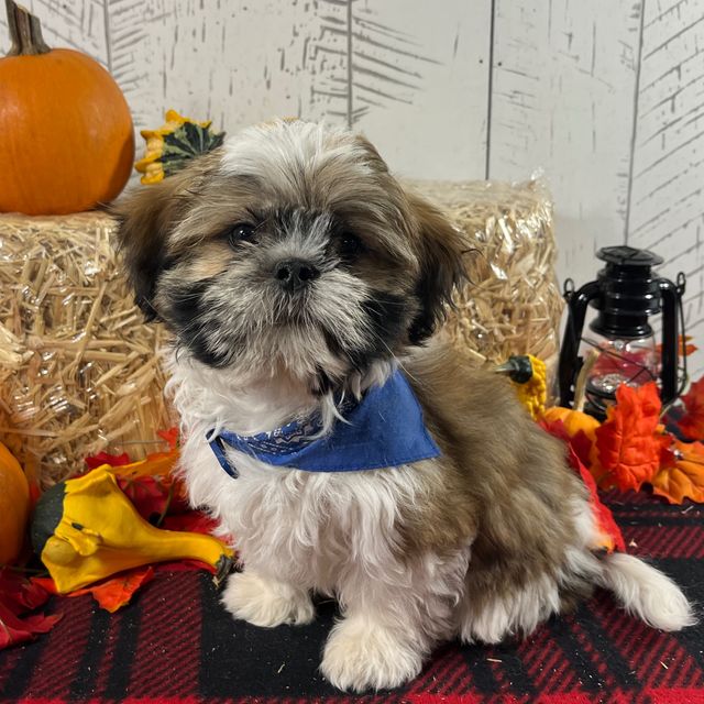 Cody - Shih Tzu Male
