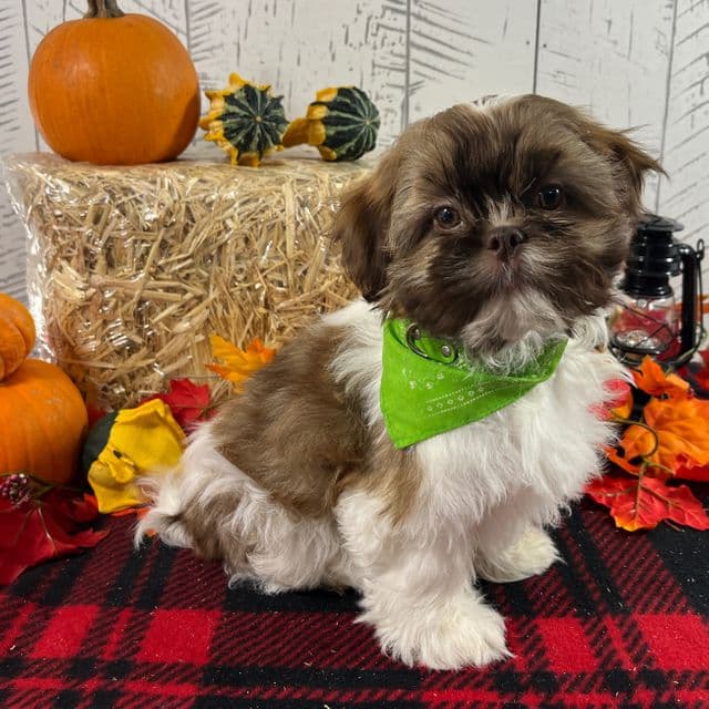Boomer - Shih Tzu Male
