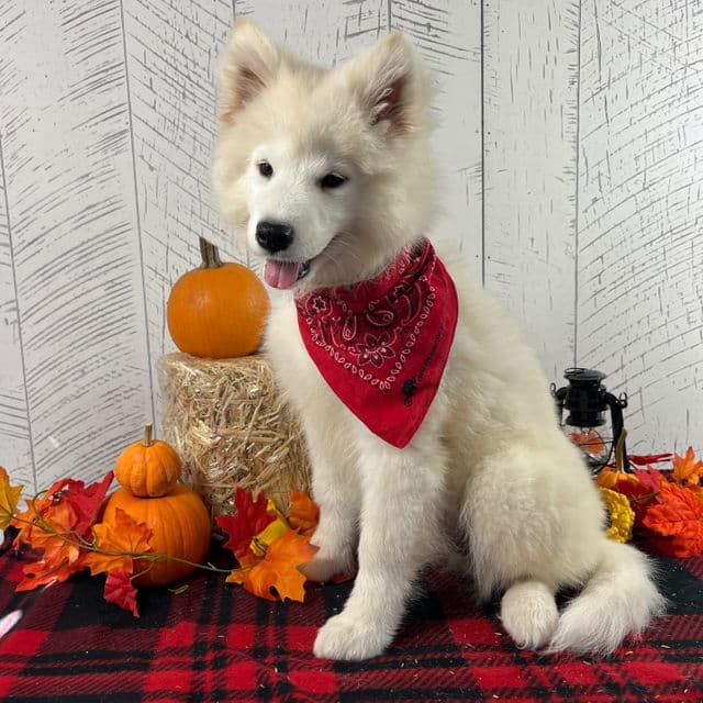Perla - Samoyed Female