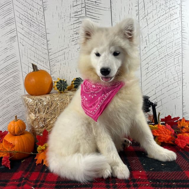 Bonnie - Samoyed Female